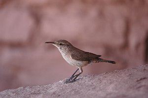 Wren, Rock, 2005-06152685 Wapuki NM, NM